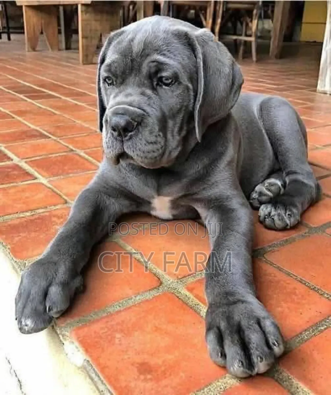 1-3 months Female Purebred Cane Corso