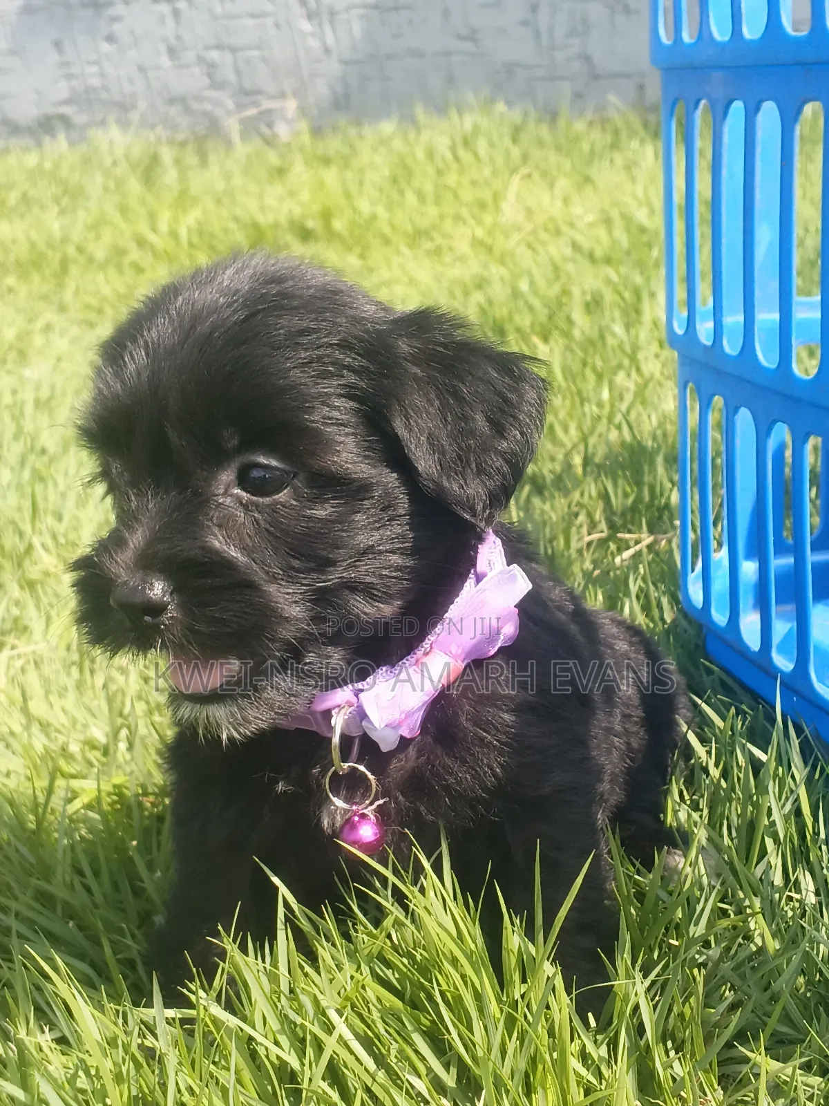 1-3 months Female Purebred Poodle