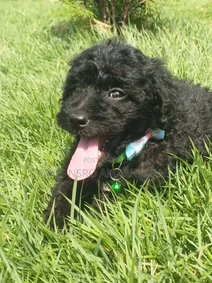 1-3 months Female Purebred Poodle