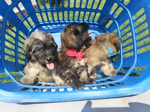 1-3 months Female Purebred Poodle