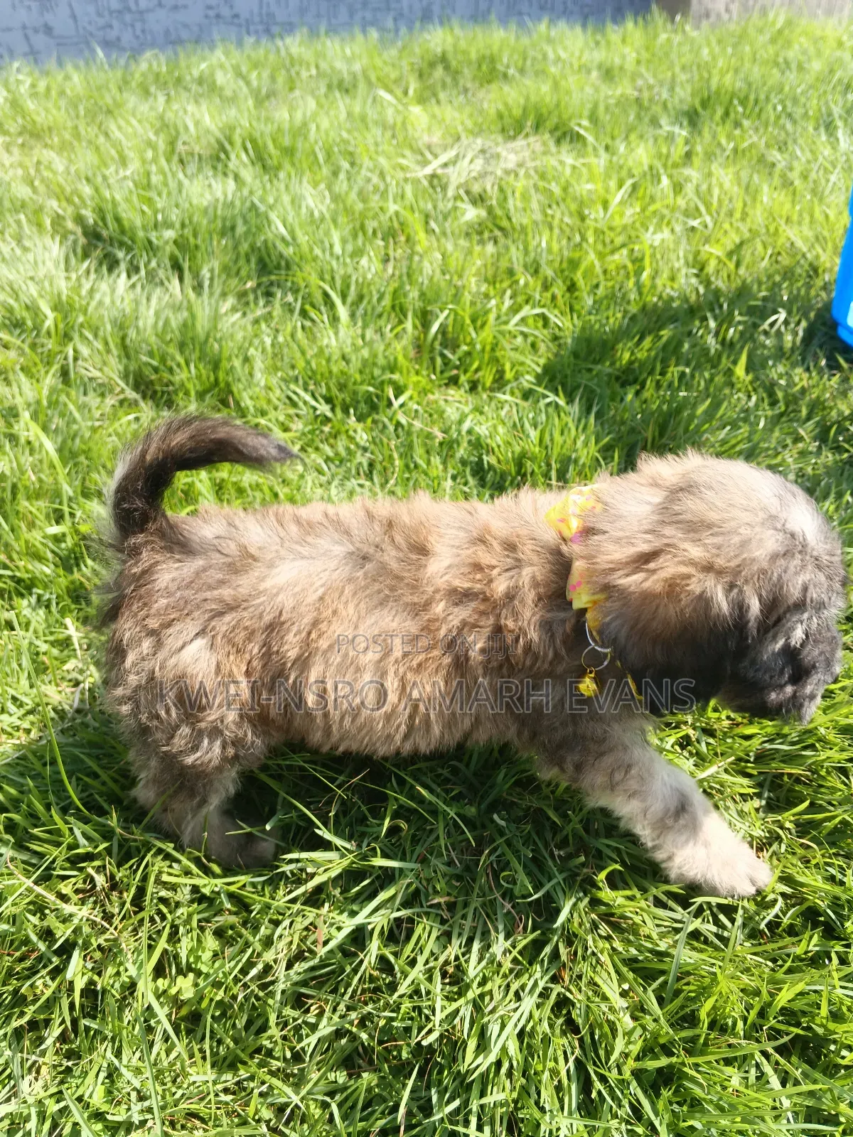 1-3 months Female Purebred Poodle