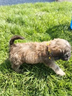 1-3 months Female Purebred Poodle
