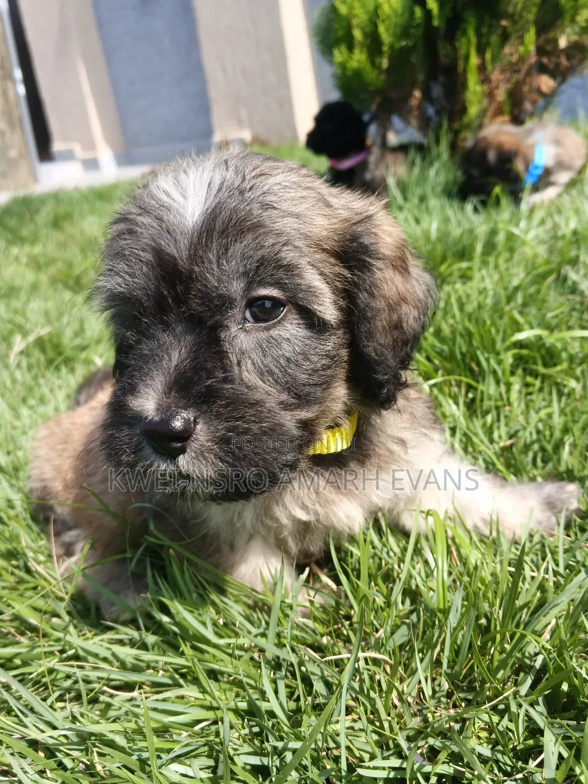 1-3 months Male Purebred Poodle