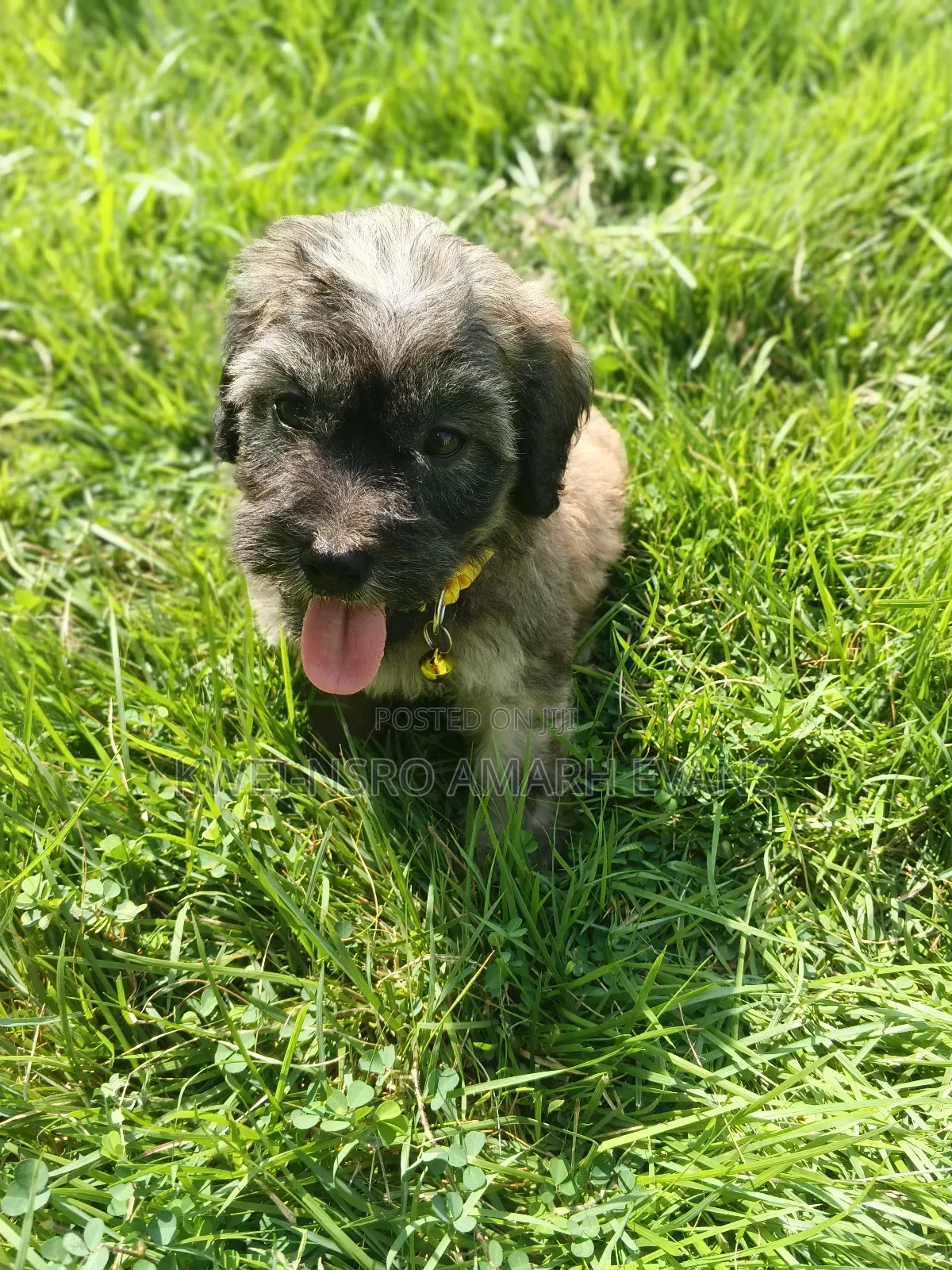 1-3 months Male Purebred Poodle