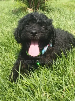 1-3 months Male Purebred Poodle