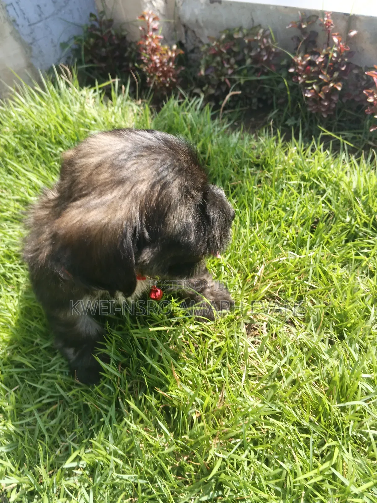 1-3 months Male Purebred Poodle
