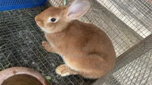 Rabbits for Sale