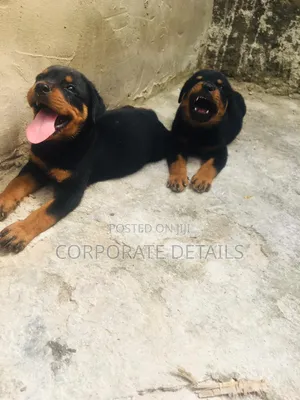 1-3 months Male Purebred Rottweiler