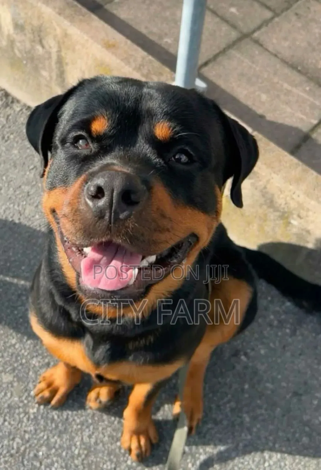 1-3 months Female Purebred Rottweiler