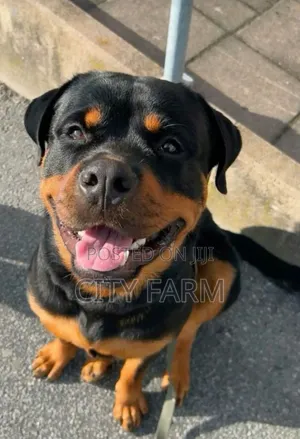 1-3 months Female Purebred Rottweiler