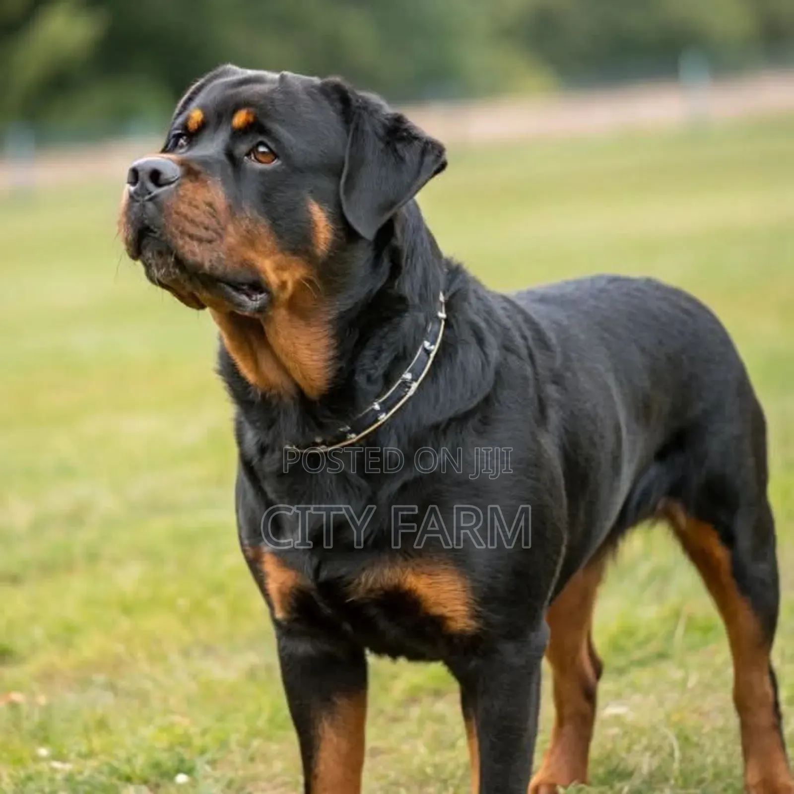 1-3 months Female Purebred Rottweiler