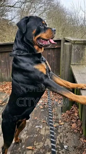 1-3 months Female Purebred Rottweiler
