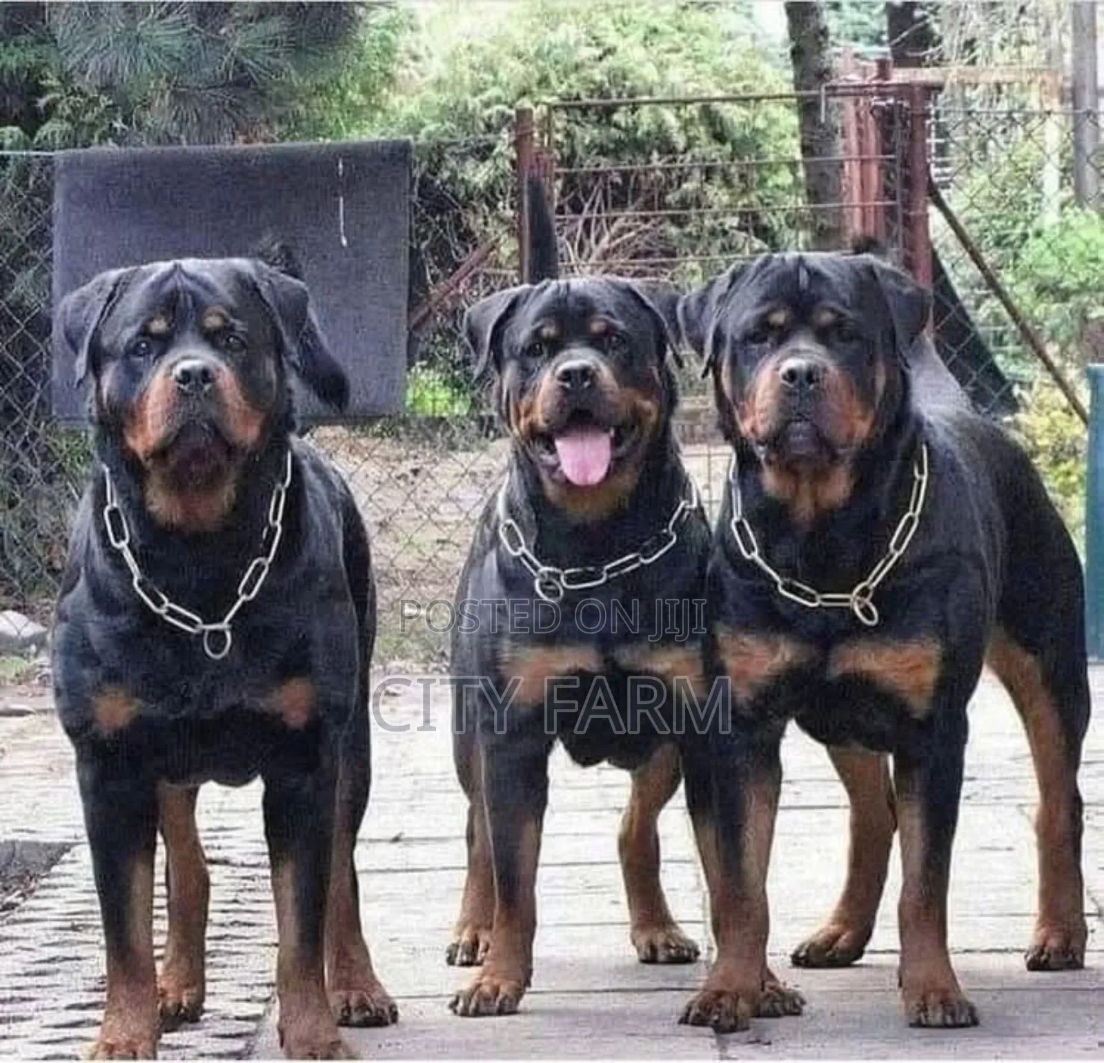 1-3 months Female Purebred Rottweiler
