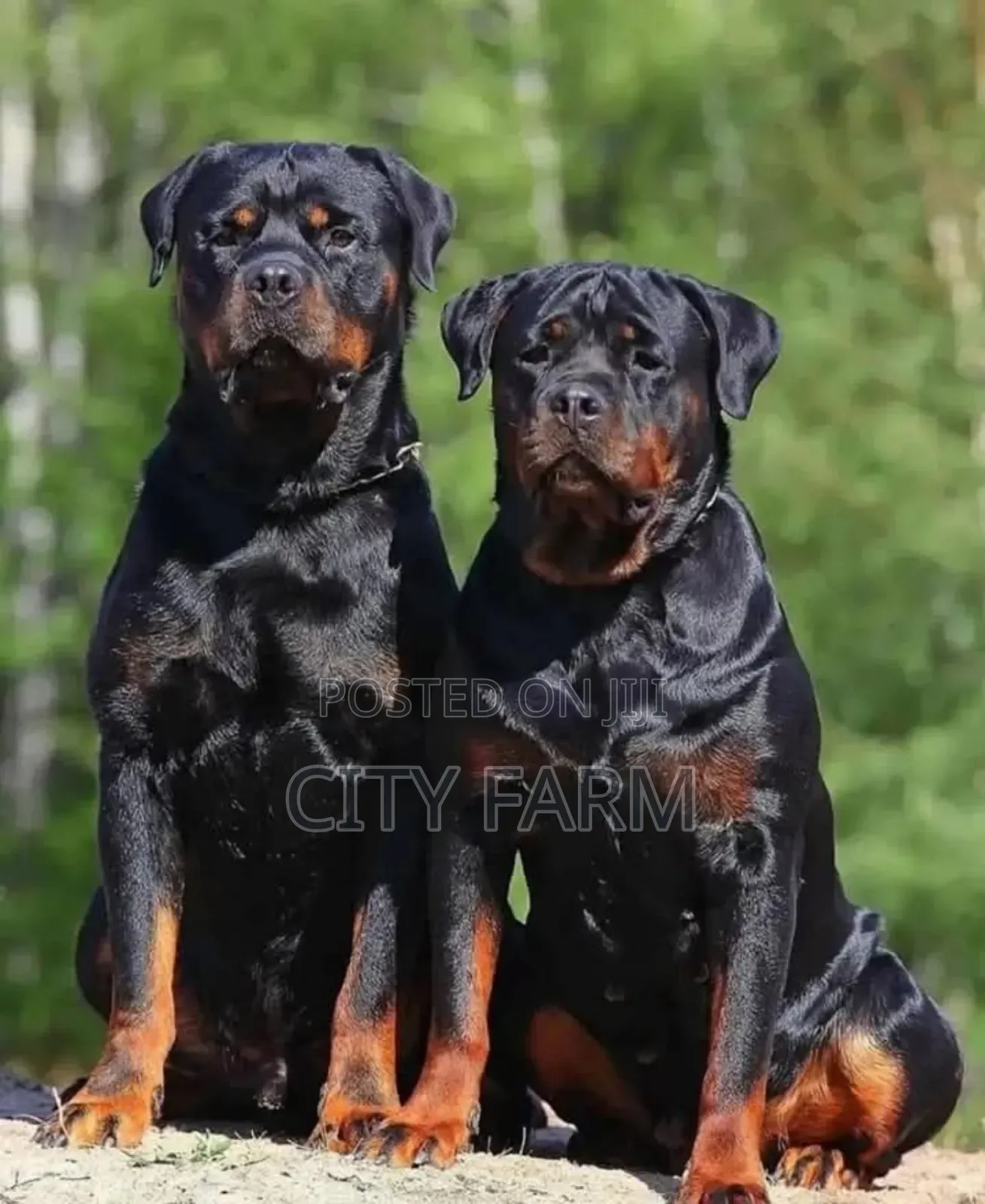 1-3 months Male Purebred Rottweiler