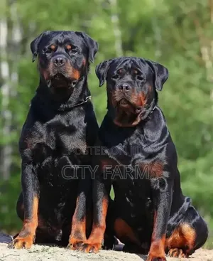 1-3 months Male Purebred Rottweiler