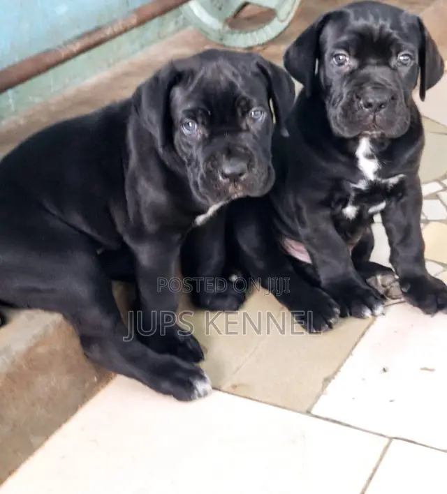 1-3 months Female Purebred Cane Corso
