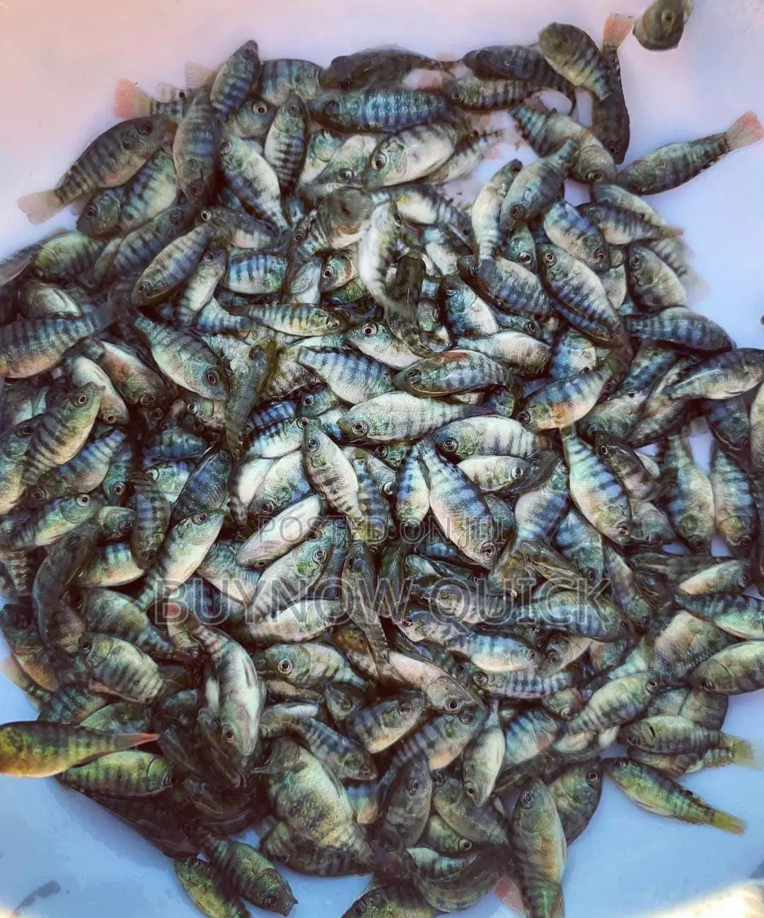 Gift Tilapia Fingerlings And Juveniles