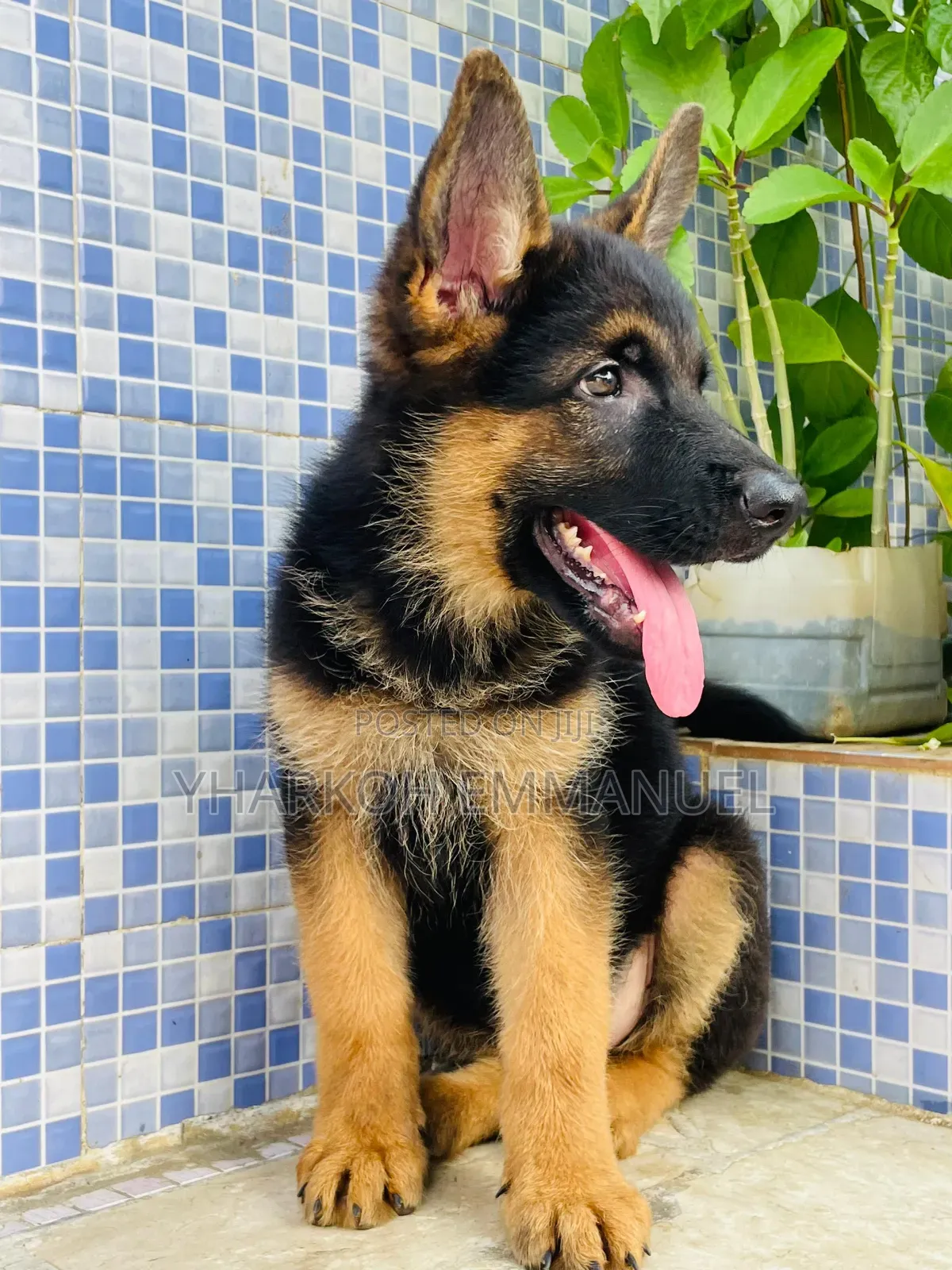 1-3 months Male Purebred German Shepherd