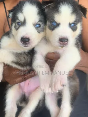 1-3 months Female Purebred Siberian Husky