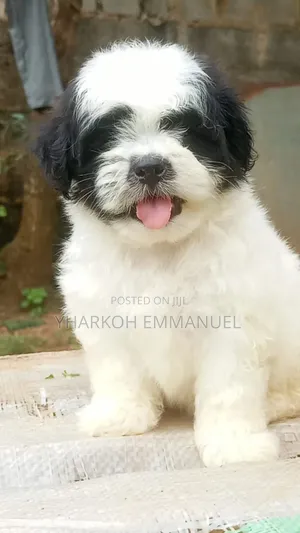 1-3 months Male Purebred Poodle