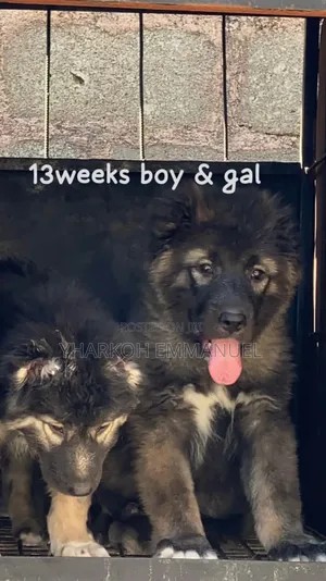 1-3 months Male Purebred Caucasian Shepherd