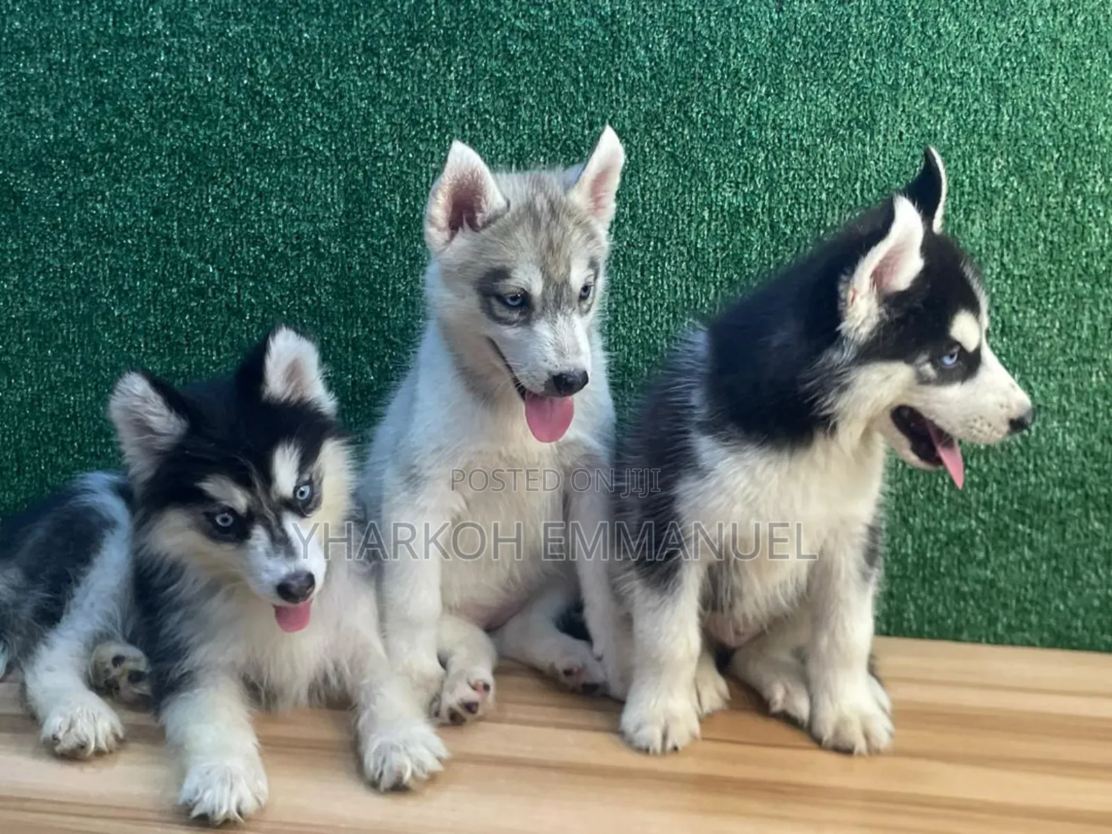 1-3 months Male Purebred Siberian Husky