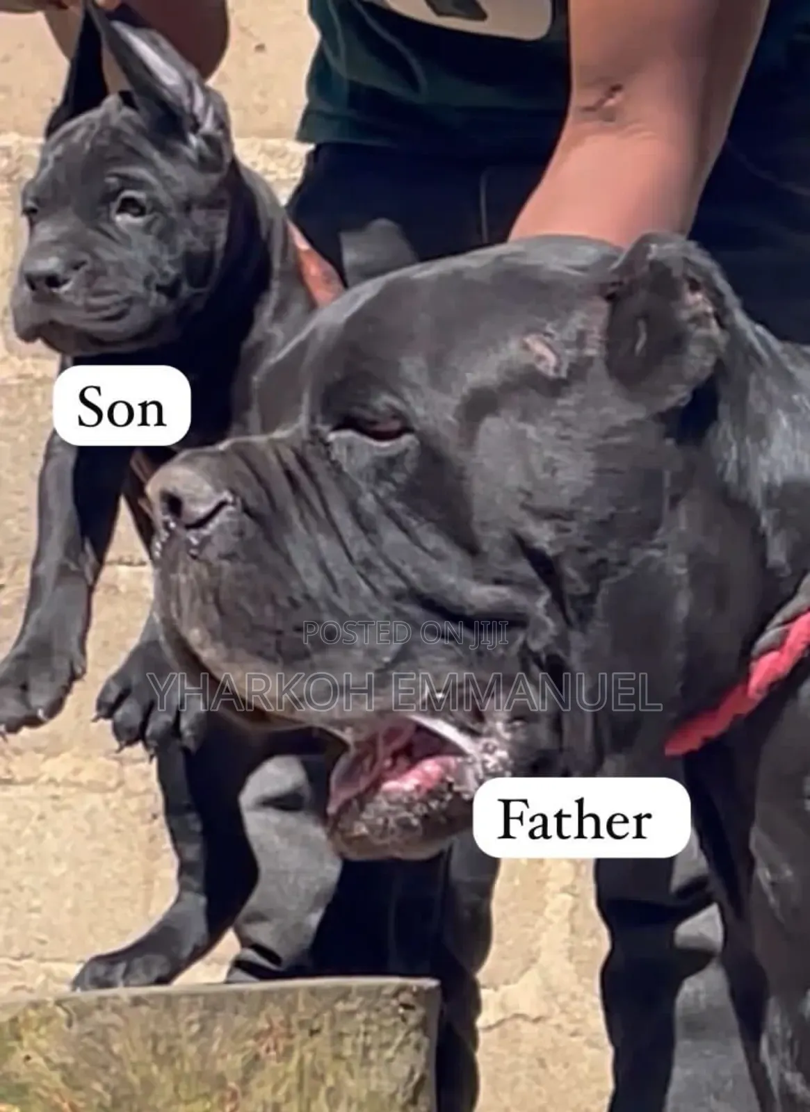 1-3 months Male Purebred Cane Corso