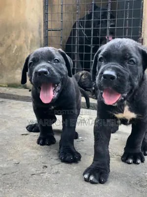 1-3 months Male Purebred Cane Corso