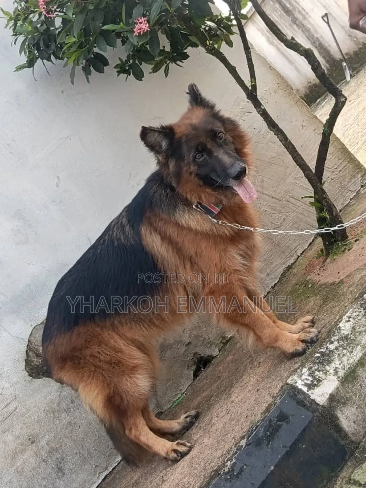 6-12 months Male Purebred German Shepherd