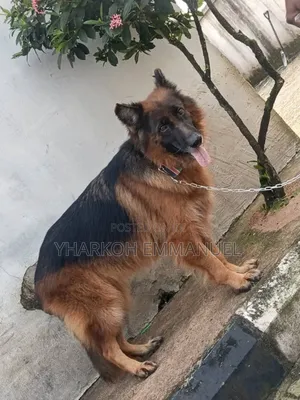 6-12 months Male Purebred German Shepherd