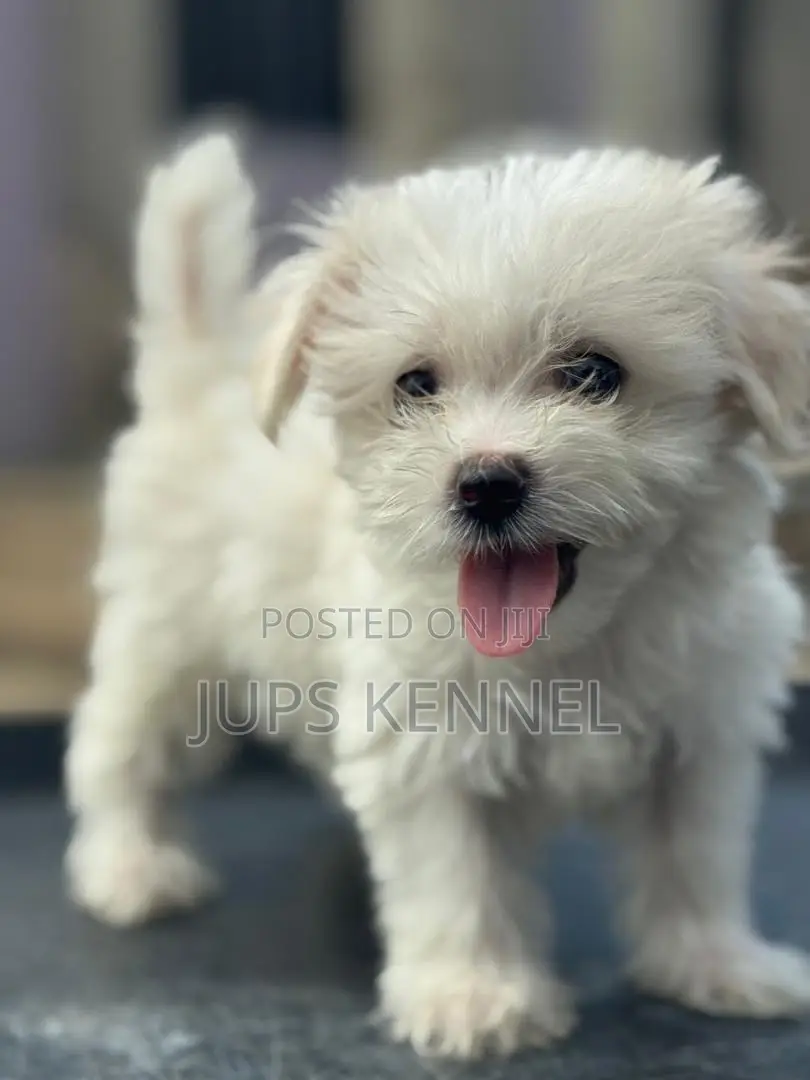 1-3 months Male Purebred Poodle