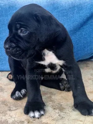 1-3 months Male Purebred Cane Corso