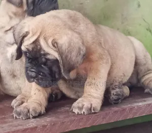 1-3 months Male Purebred Bullmastiff