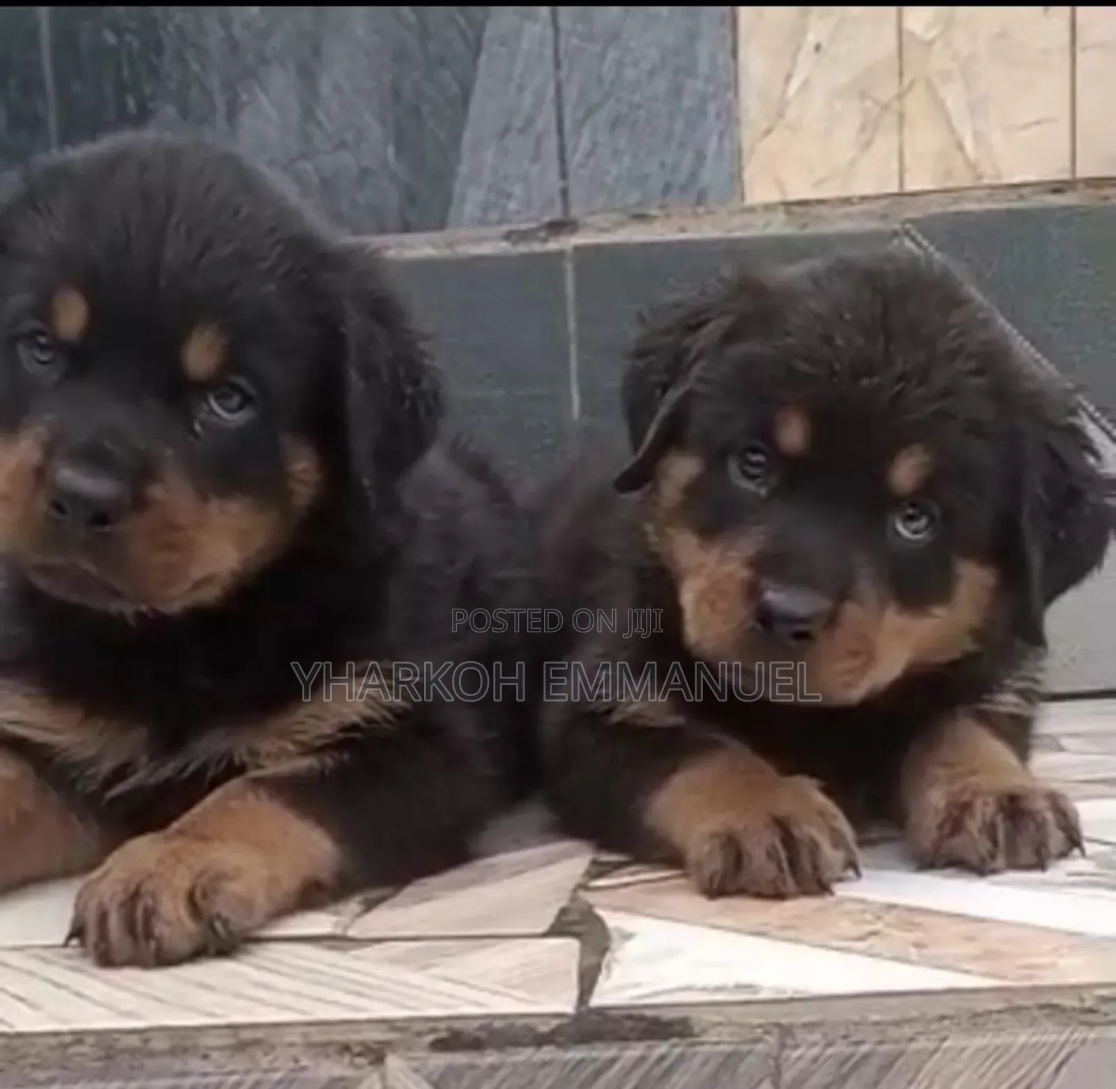 1-3 months Male Purebred Rottweiler
