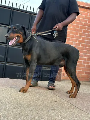 6-12 months Male Purebred Doberman Pinscher