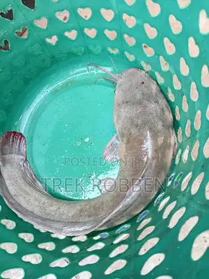 Catfish Gh Free Delivery