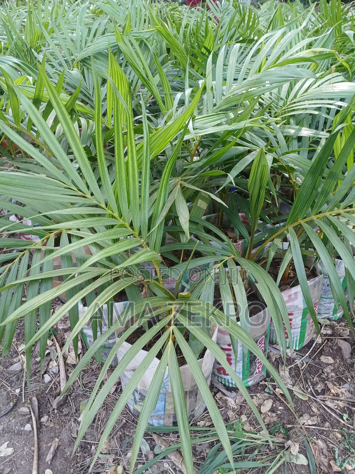 Cean,Areca Palm