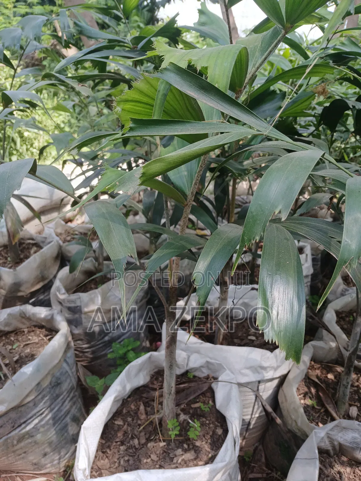 Foxtail Palm