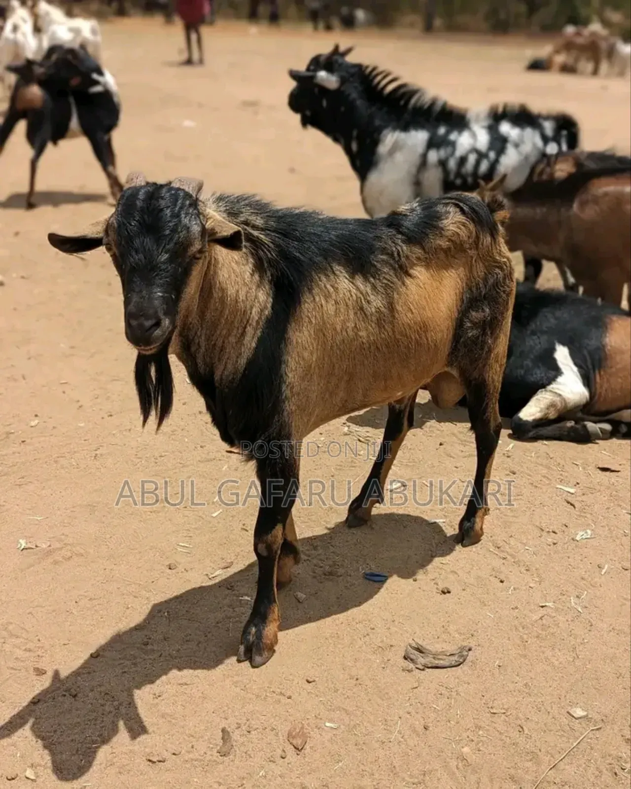 Big Male Goat