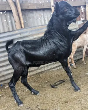 Big Male Goat