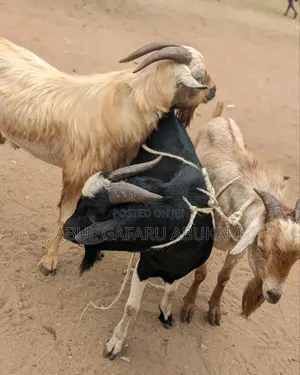 Big Male Goat