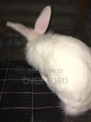 Organic Rabbits