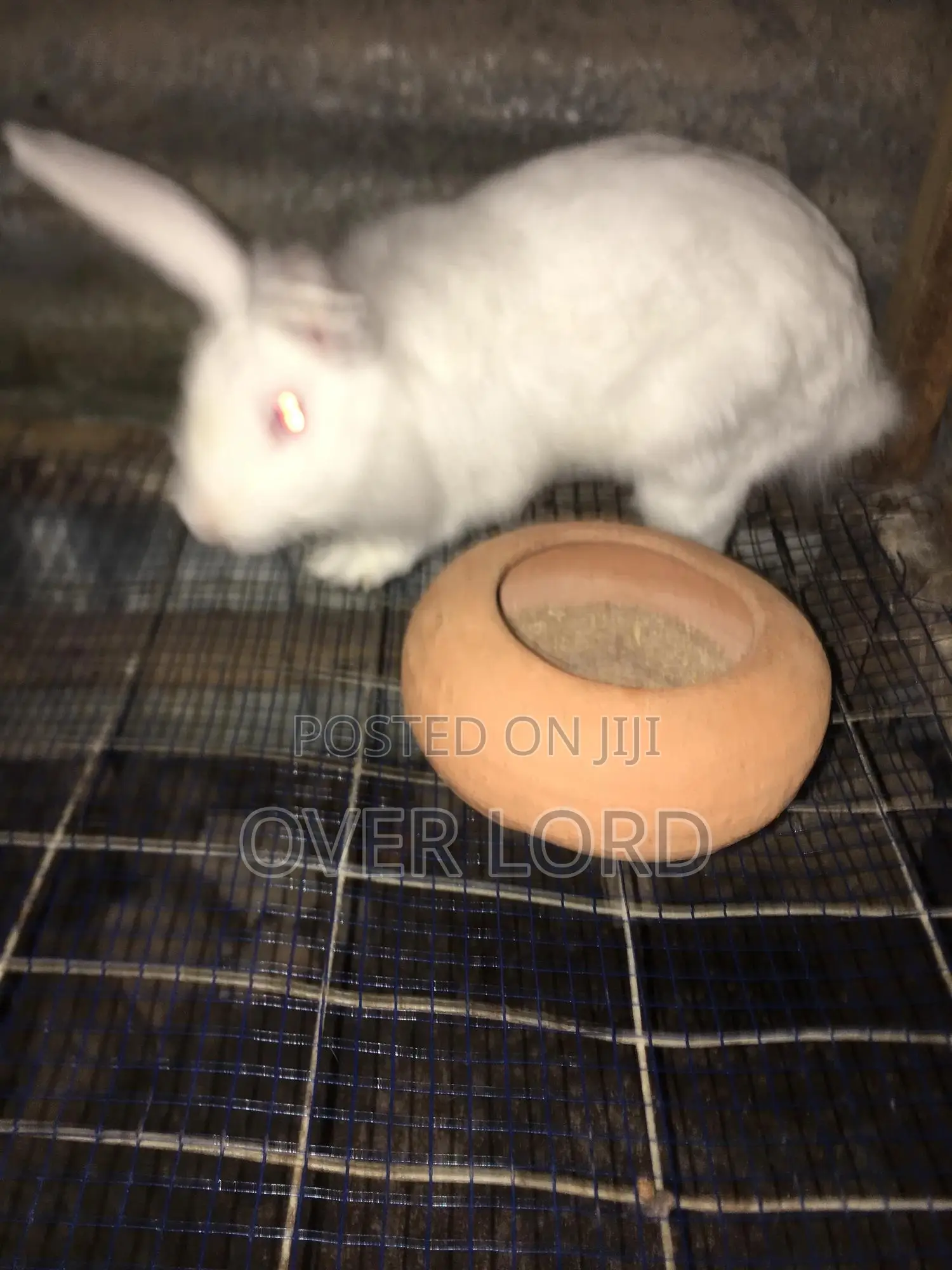Organic Rabbits