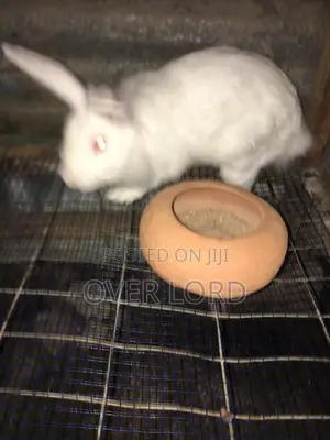 Organic Rabbits