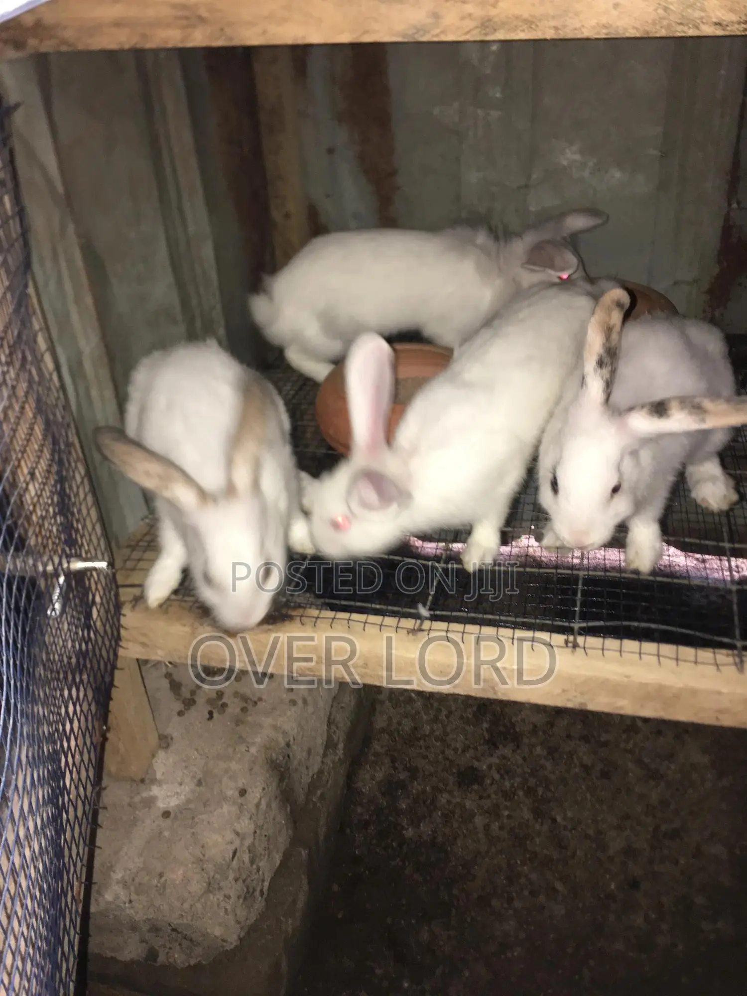 Rabbit for Breeding or Petting