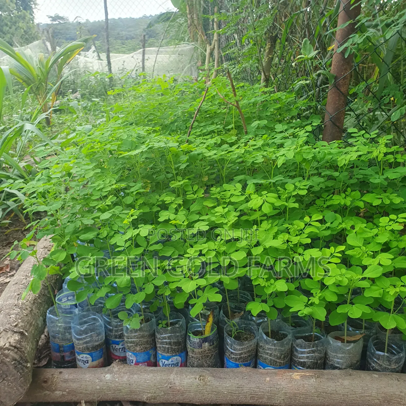 Moringa Seedlings