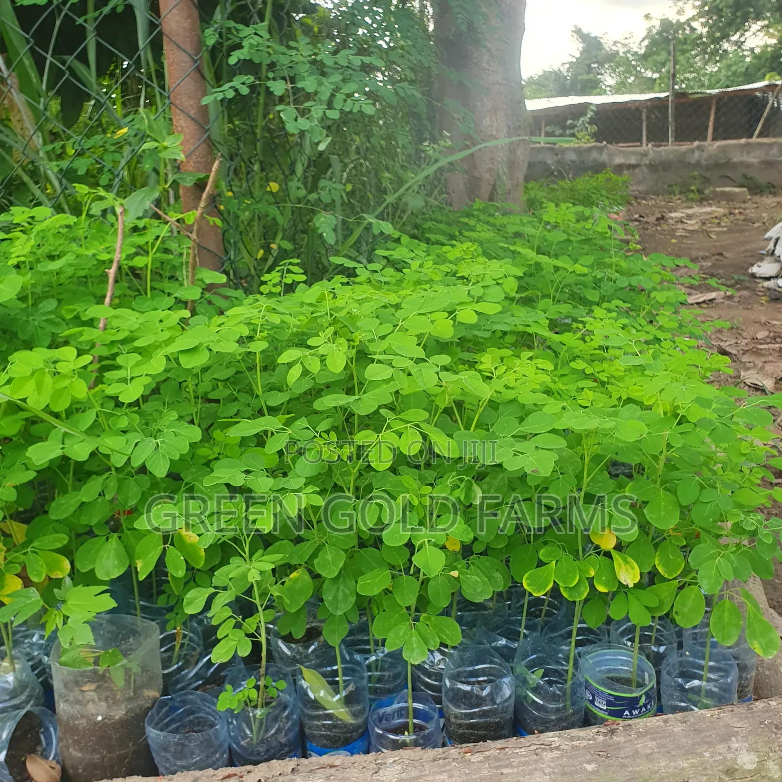 Moringa Seedlings