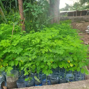 Moringa Seedlings