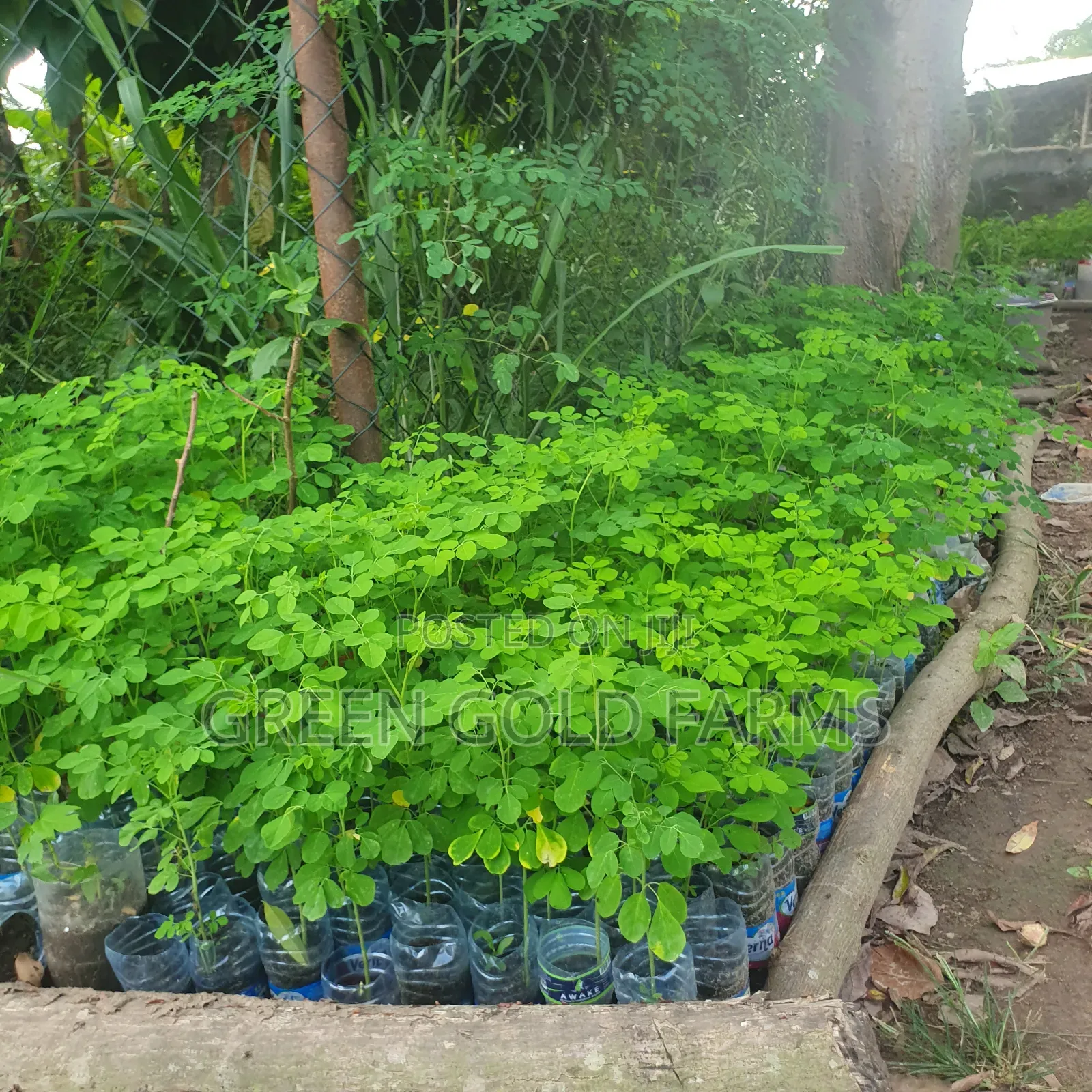 Moringa Seedlings