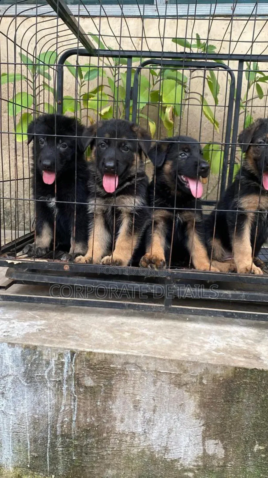 1-3 months Male Purebred German Shepherd